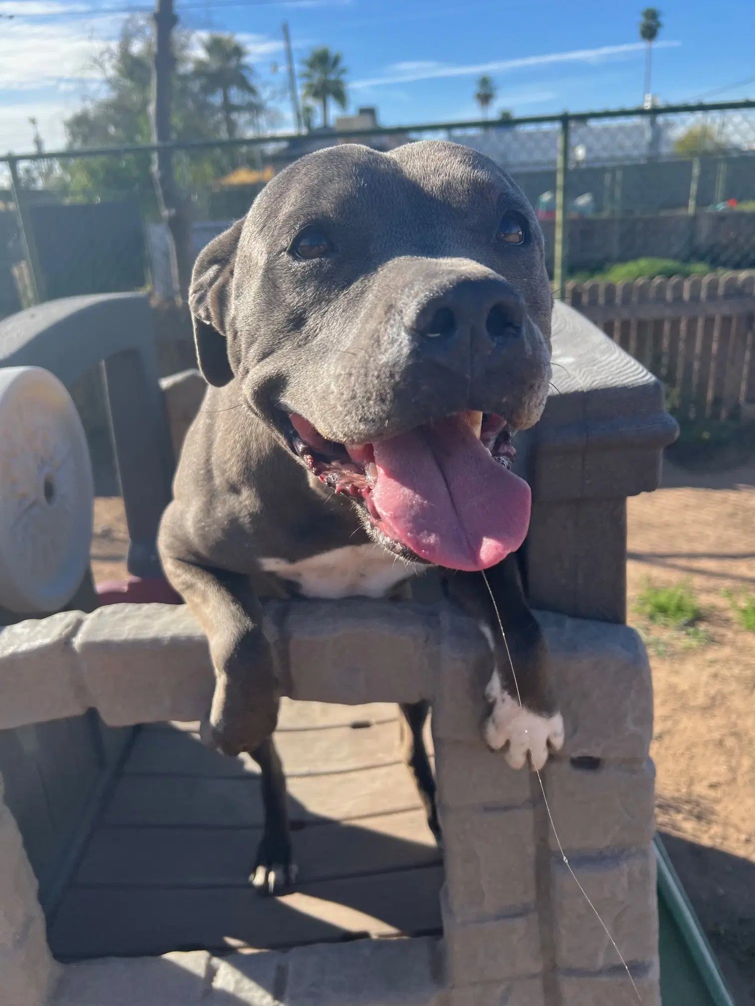 Dior - American Pit Bull Terrier
