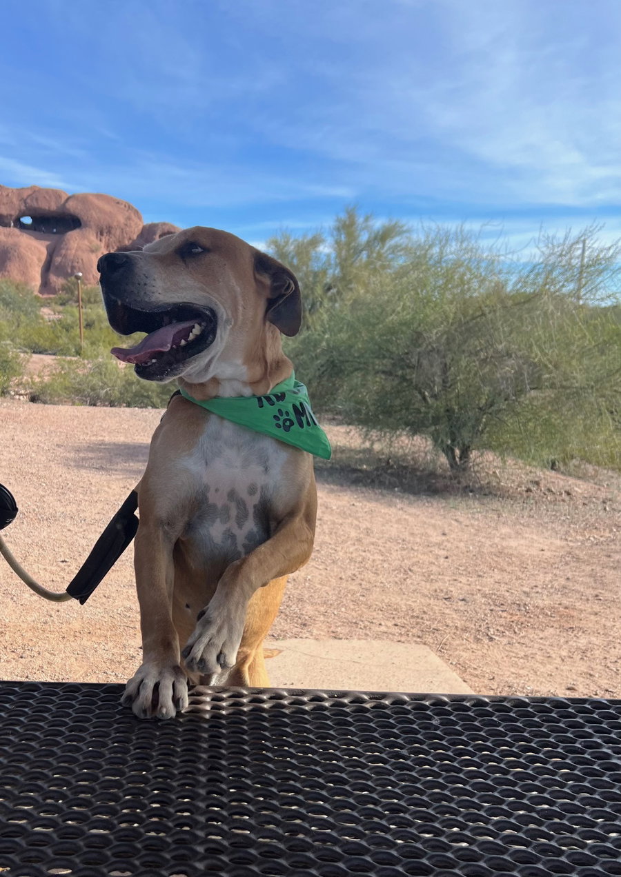Sampson (Courtesy post)