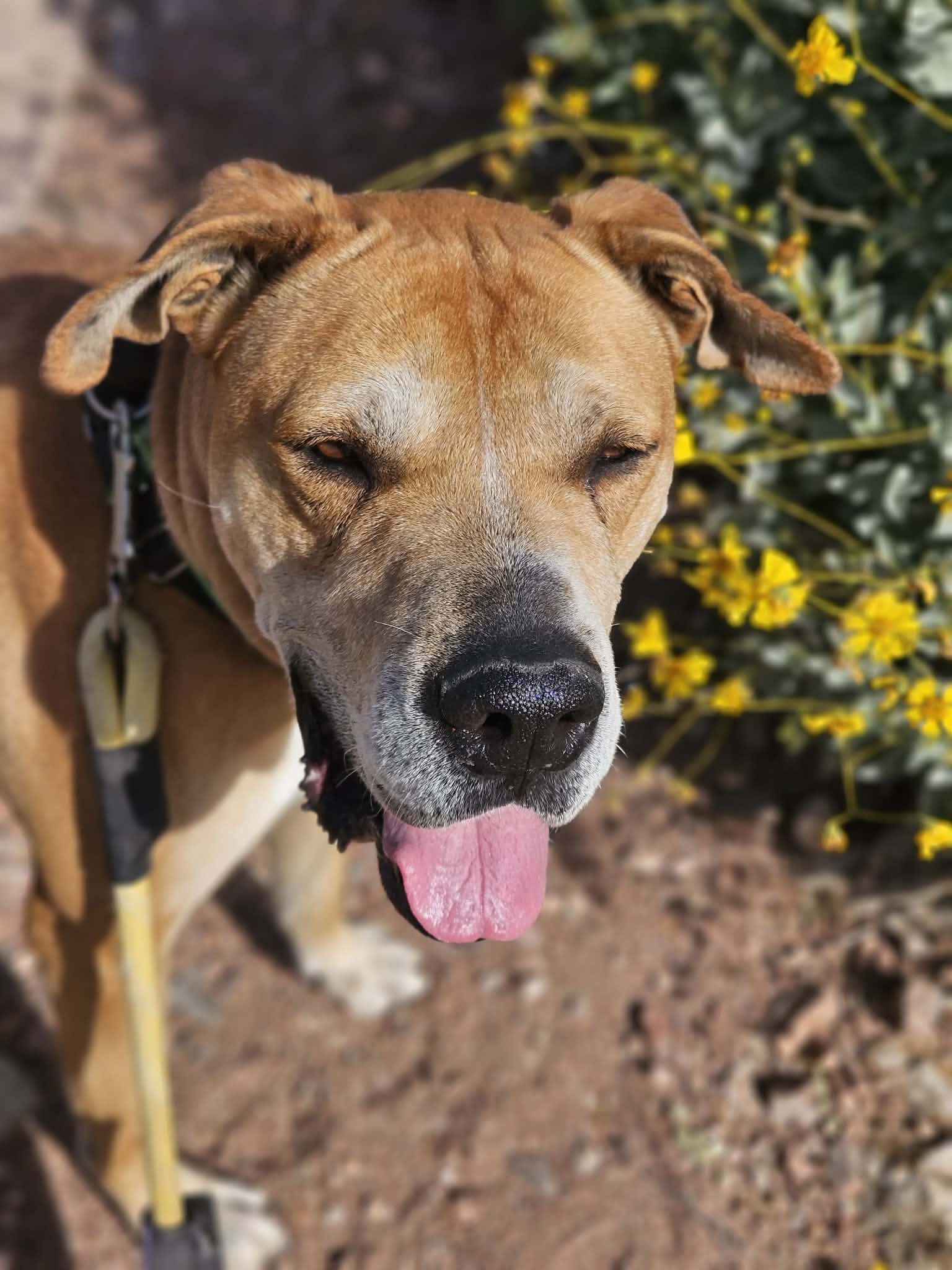 Sampson Courtesy Post - Yellow Labrador Retriever