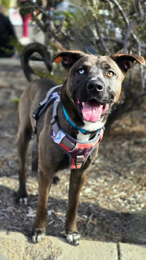 picture of the dog needing adoption