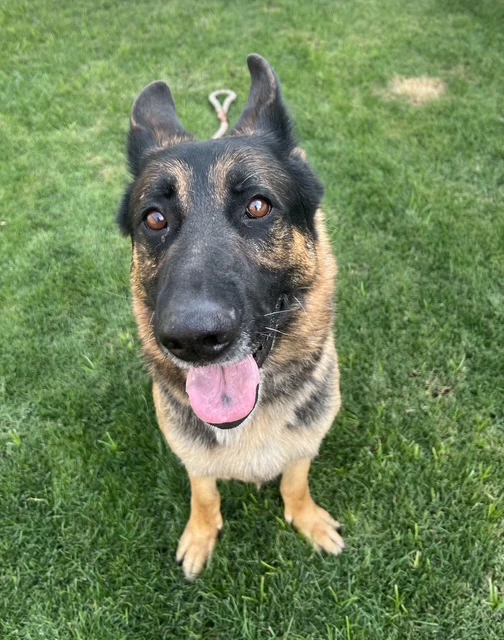 Brutus Courtesy Post