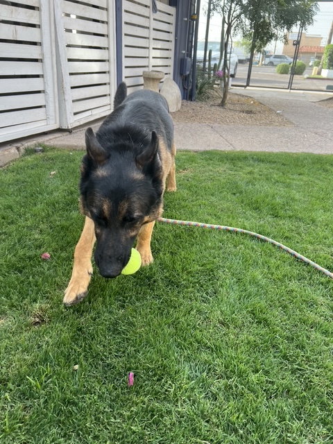 Brutus photo 7