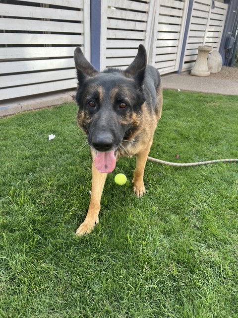 Brutus photo 6