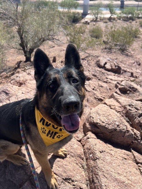 Brutus photo 2