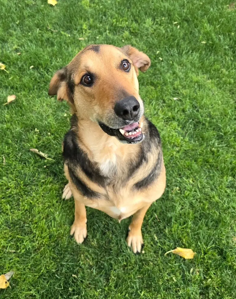 Herbie Courtesy Post - German Shepherd Dog