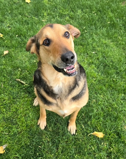 Herbie (Courtesy post), an adoptable German Shepherd Dog in phoenix, AZ