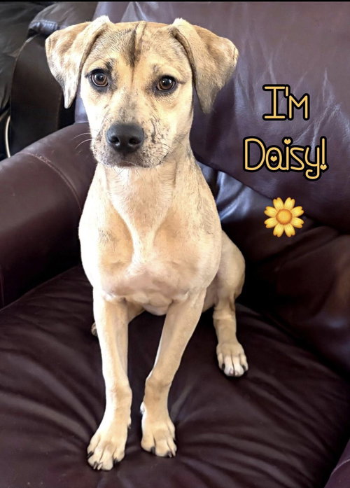Daisy (Courtesy Post), an adoptable Catahoula Leopard Dog in phoenix, AZ