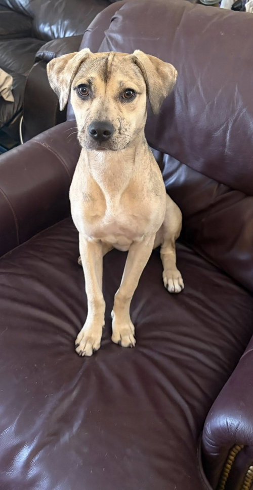 Gracie (Courtesy post), an adoptable Catahoula Leopard Dog in phoenix, AZ