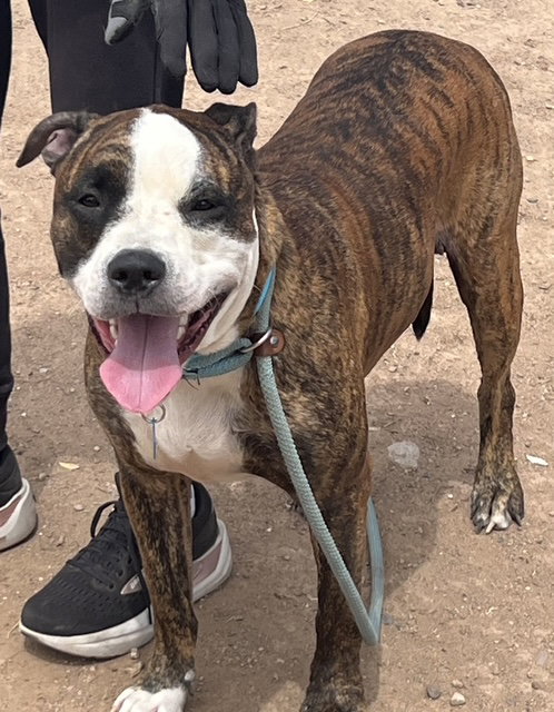 Bobby (Courtesy post), an adoptable American Bulldog in phoenix, AZ