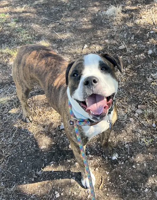 Bobby Courtesy Post - American Bulldog