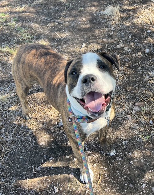 Bobby (Courtesy post), an adoptable American Bulldog in phoenix, AZ