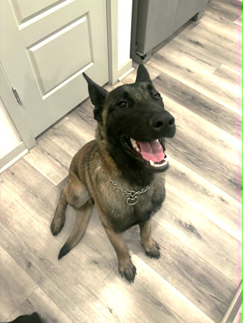 Axel (Courtesy post), an adoptable Belgian Shepherd Malinois in phoenix, AZ