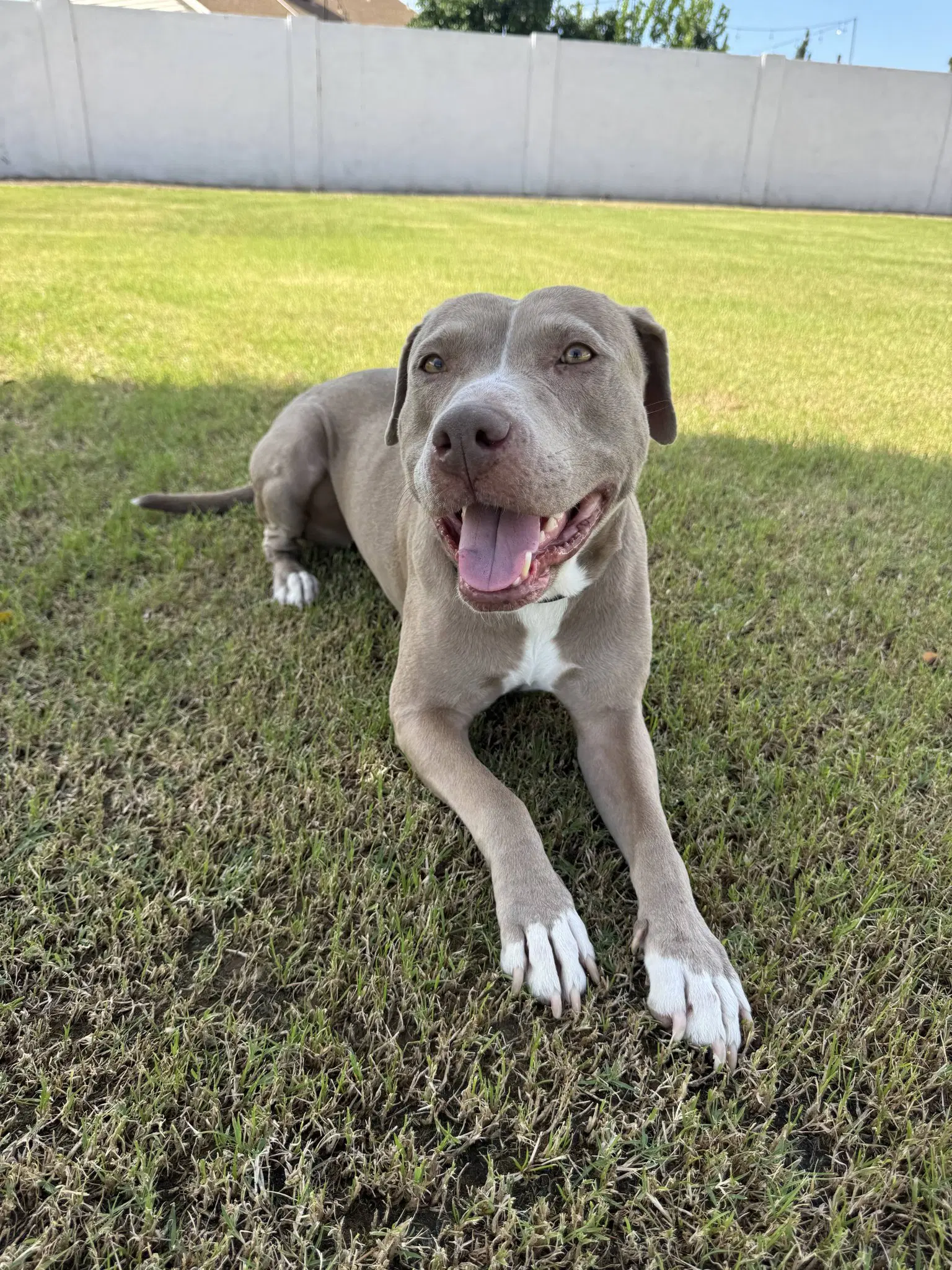 Indy - American Staffordshire Terrier