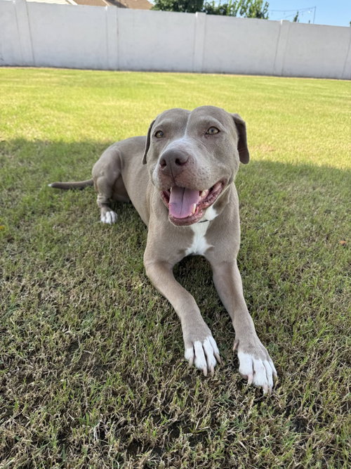 Indy, an adoptable American Staffordshire Terrier in phoenix, AZ