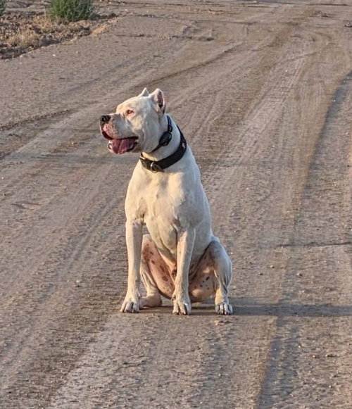 Achilles (Courtesy post), an adoptable Dogo Argentino in phoenix, AZ