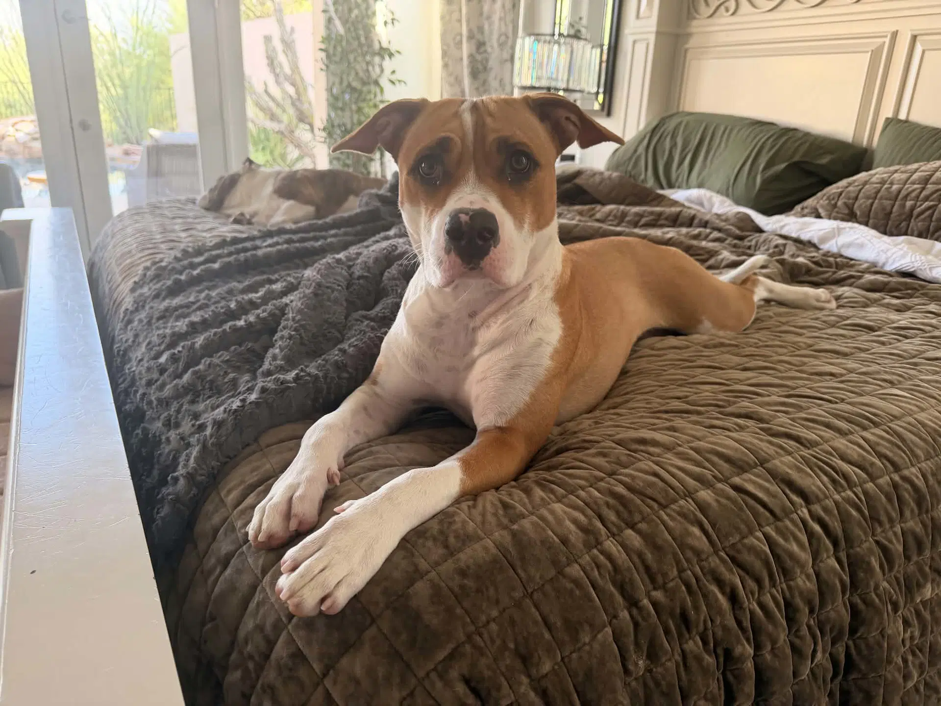Georgia - American Staffordshire Terrier