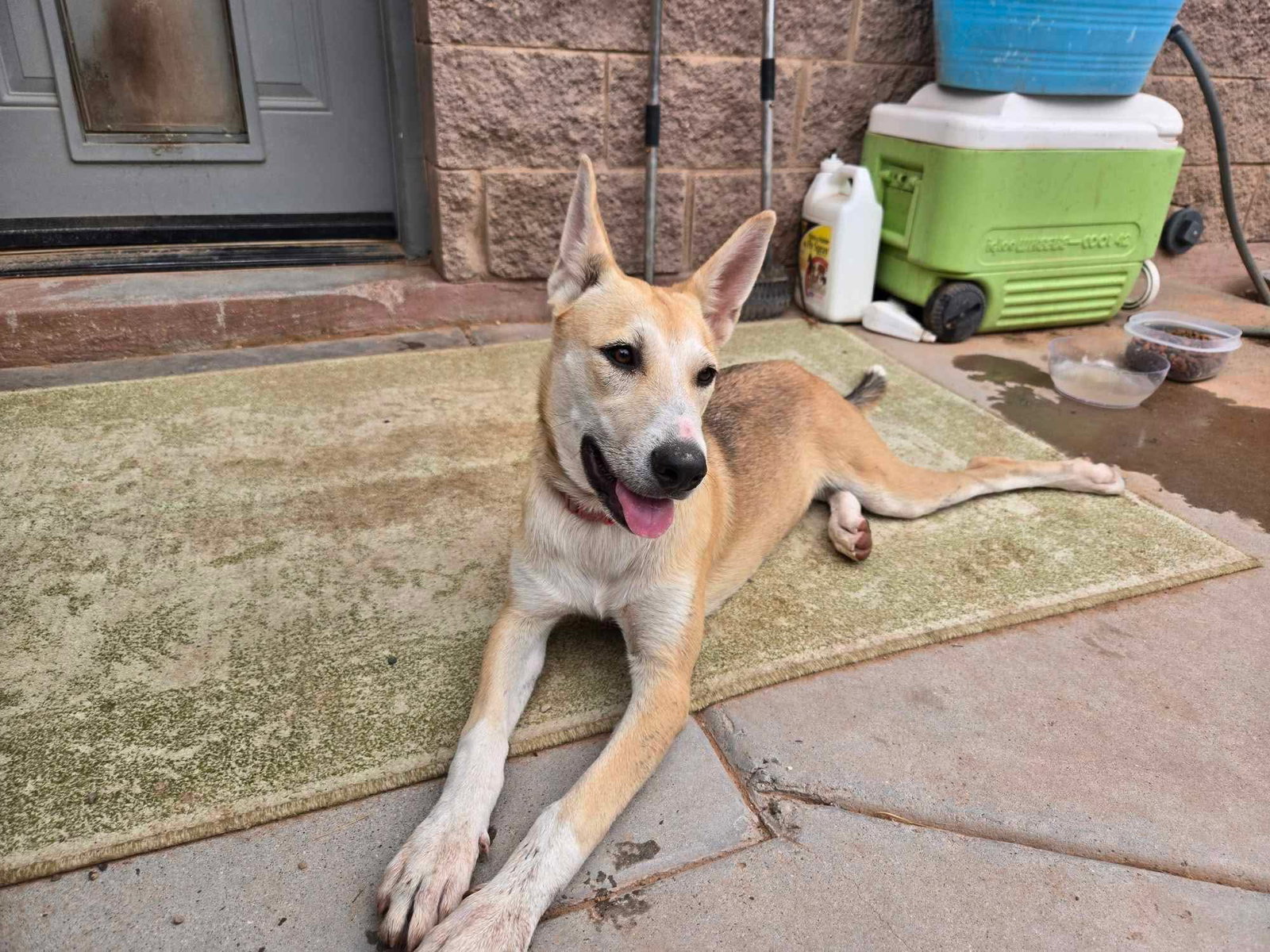 Riley, Shepherd