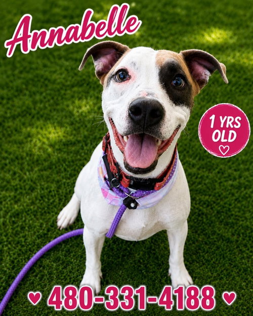 Annabelle (Courtesy post), a dog for adoption from Forever Friends Humane Society