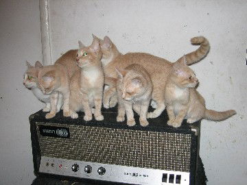 Marmalade