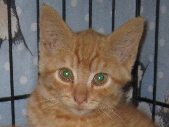 Catmello