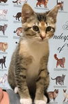 Petunia