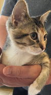 Petunia