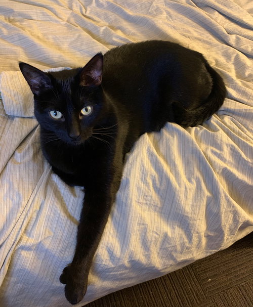 Piper