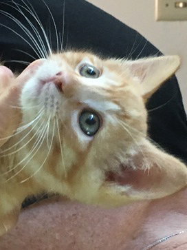 Catmandu