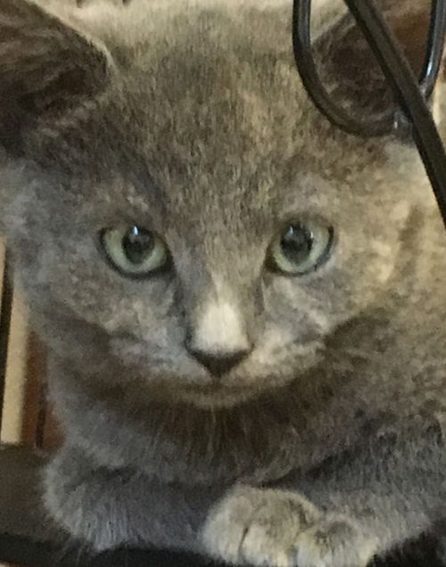 leila