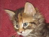 Melody