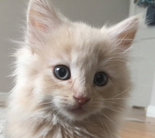 Chloe