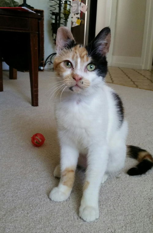 Penelope
