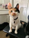 Penelope