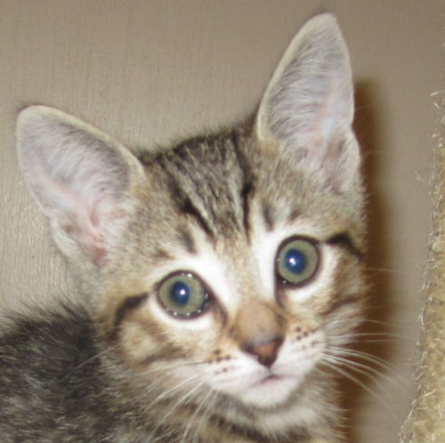 Otis-t