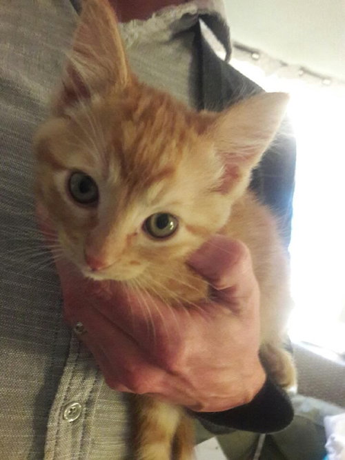 Pumpkin