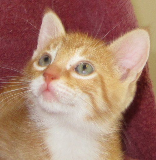 Pip