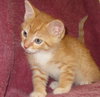 Pip