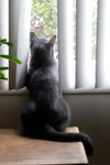 Simon