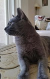 Simon