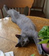 Simon