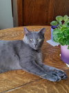Simon