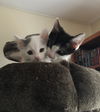 mittens