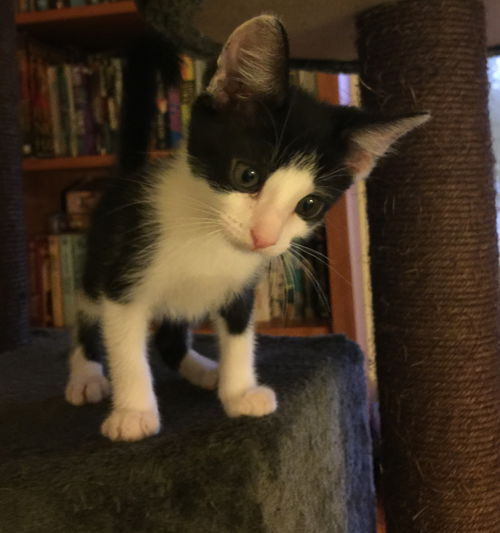 otis 2