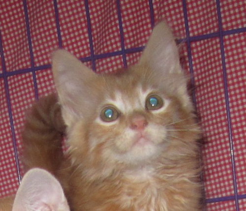 Stilton
