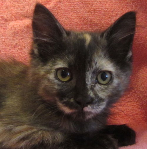 Nora