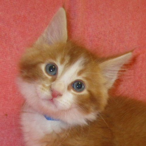 Copper