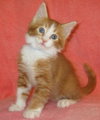 Copper