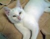 Smudge