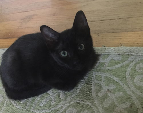 phoebe