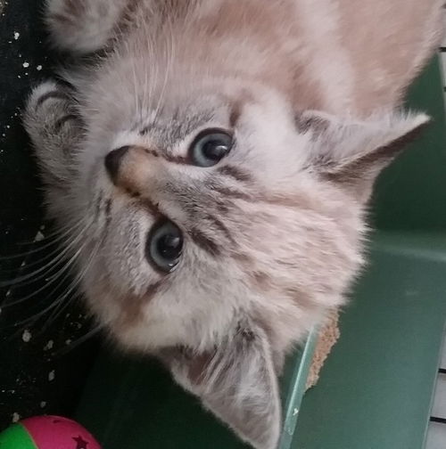 Leia